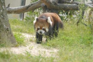 特定外来生物が環境に与える影響